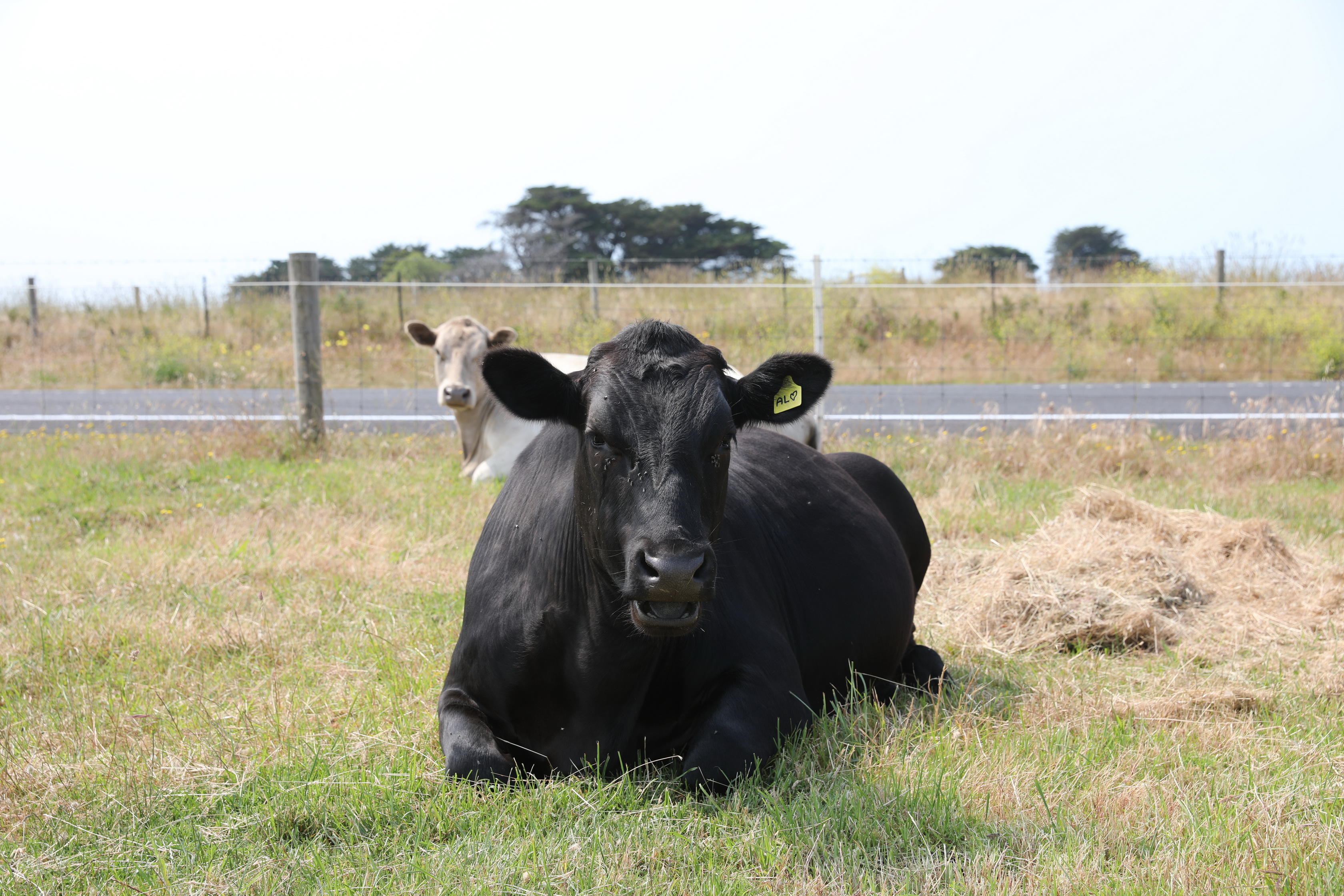 2019 12 17 10 44 37 Canon EOS 5D Mark IV 0006